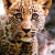 Kenya Safari Leopard Cub